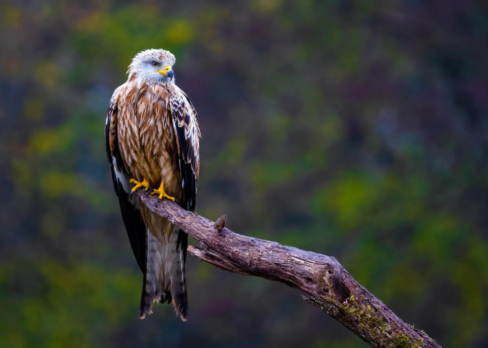 Коршун красный — Milvus milvus