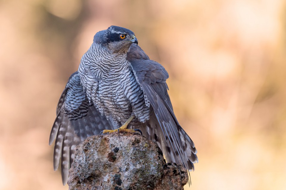 Тетеревятник — Accipiter gentilis