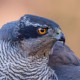 Тетеревятник — Accipiter gentilis