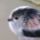 Длиннохвостая синица (Aegithalos caudatus)