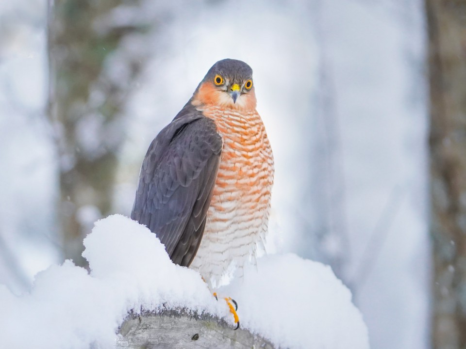 Перепелятник — Accipiter nisus