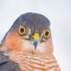Перепелятник — Accipiter nisus