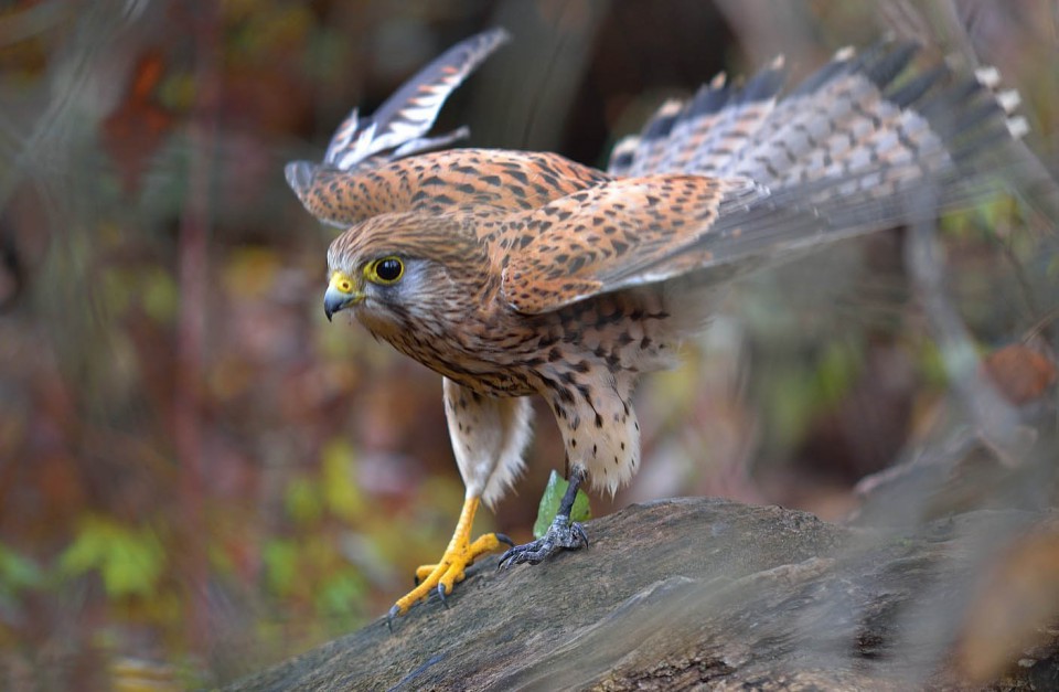 Тювик европейский - Accipiter brevipes