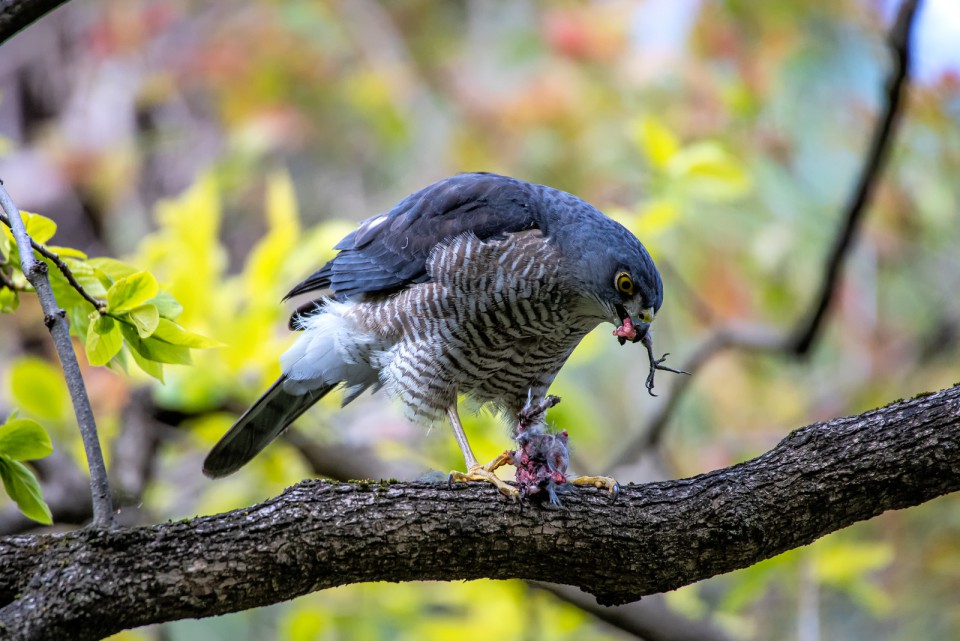 Перепелятник малый — Accipiter gularis
