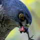 Перепелятник малый — Accipiter gularis