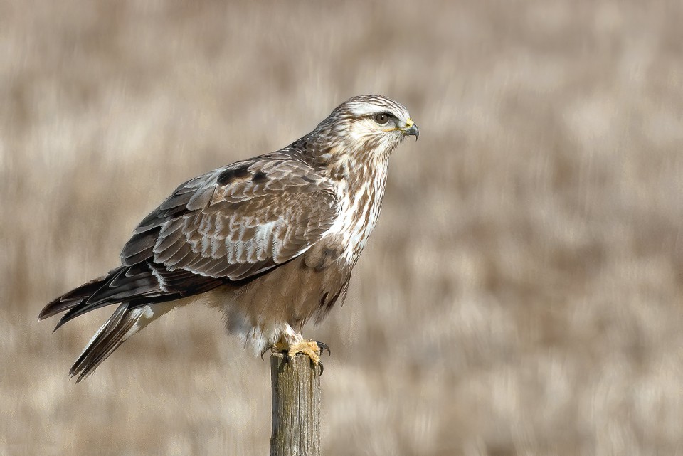 Зимняк — Buteo lagopus