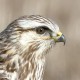 Зимняк — Buteo lagopus