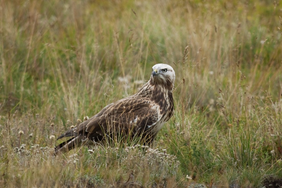 Курганник мохноногий — Buteo hemilasius
