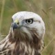 Курганник мохноногий — Buteo hemilasius