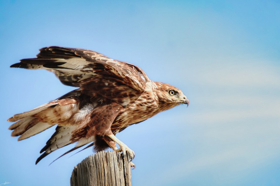 Курганник — Buteo rufinus