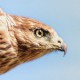 Курганник — Buteo rufinus