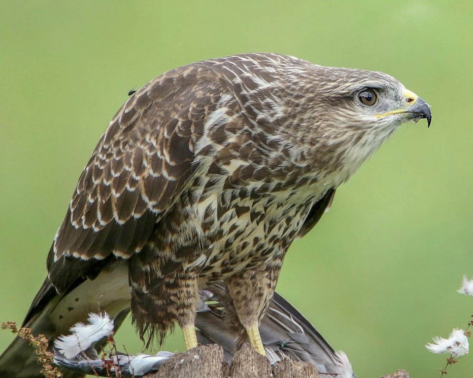Канюк обыкновенный — Buteo buteo