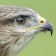 Канюк обыкновенный — Buteo buteo