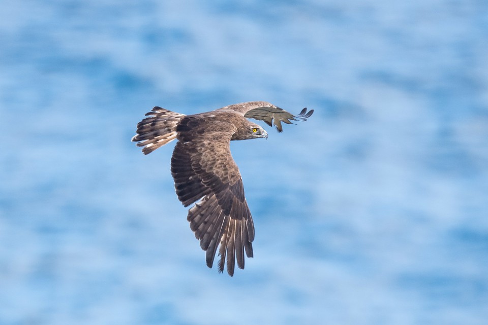 Змееяд — Circaetus gallicus
