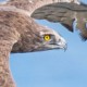 Змееяд — Circaetus gallicus