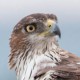 Орёл ястребиный — Hieraaetus fasciatus