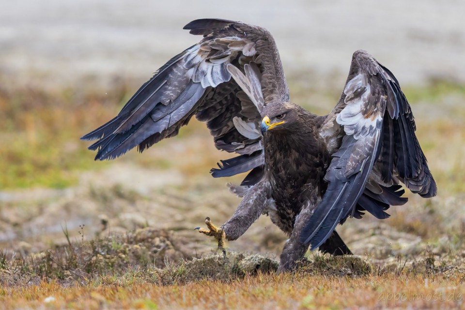 Орёл степной — Aquila nipalensis