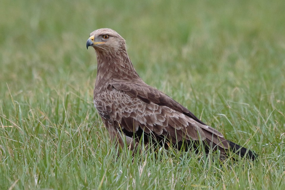 Подорлик малый — Aquila pomarina