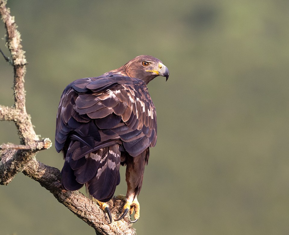 Беркут — Aquila chrysaetos