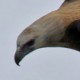 Орлан-долгохвост — Haliaeetus leucoryphus