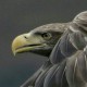 Орлан-белохвост — Haliaeetus albicilla