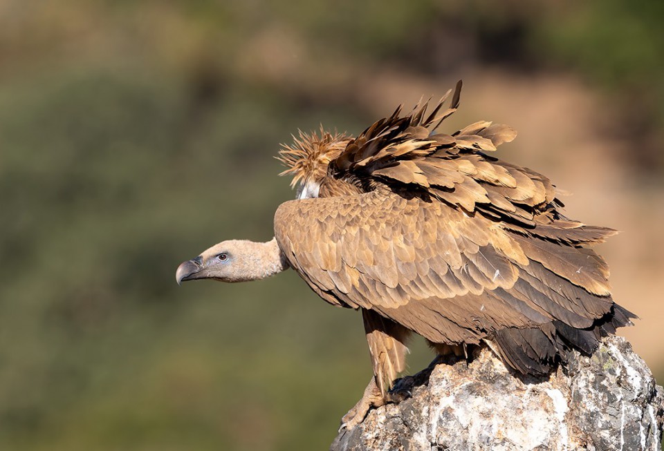 Сип белоголовый — Gyps fulvus