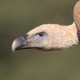 Сип белоголовый — Gyps fulvus