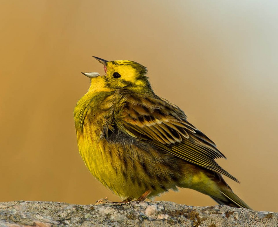 Обыкновенная овсянка (Emberiza citrinella)