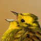 Обыкновенная овсянка (Emberiza citrinella)