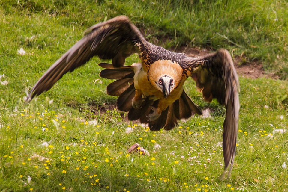Бородач — Gypaetus barbatus