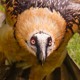 Бородач — Gypaetus barbatus
