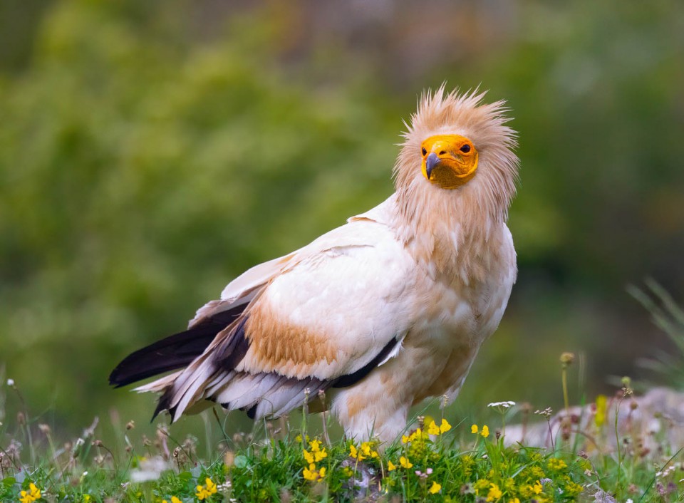 Стервятник — Neophron percnopterus