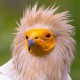 Стервятник — Neophron percnopterus