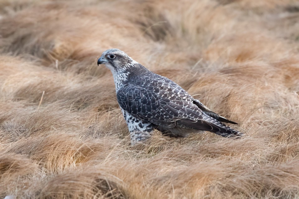 Кречет — Falco rusticolus