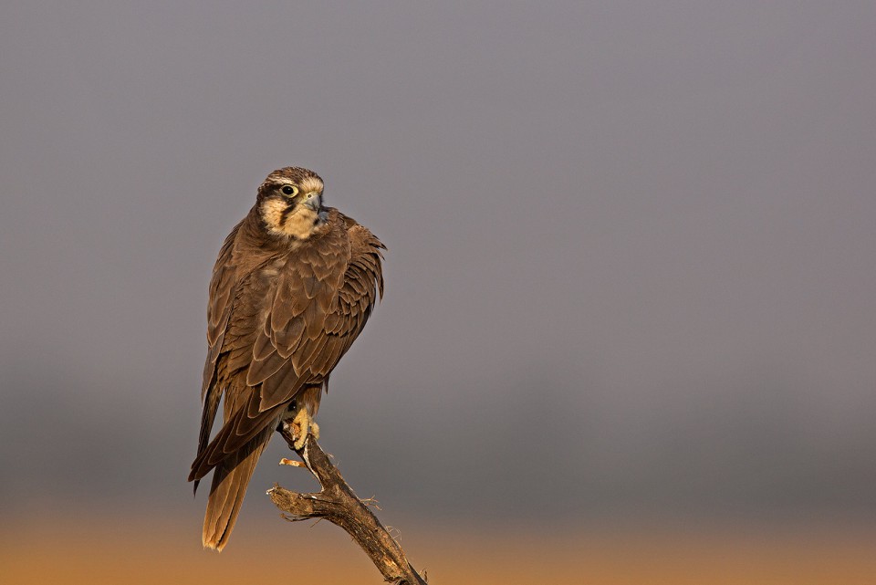 Лаггар — Falco jugger