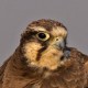 Лаггар — Falco jugger