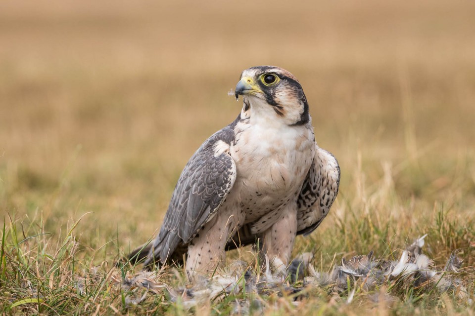 Ланнер, сокол средиземноморский — Falco biarmicus