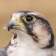 Ланнер, сокол средиземноморский — Falco biarmicus