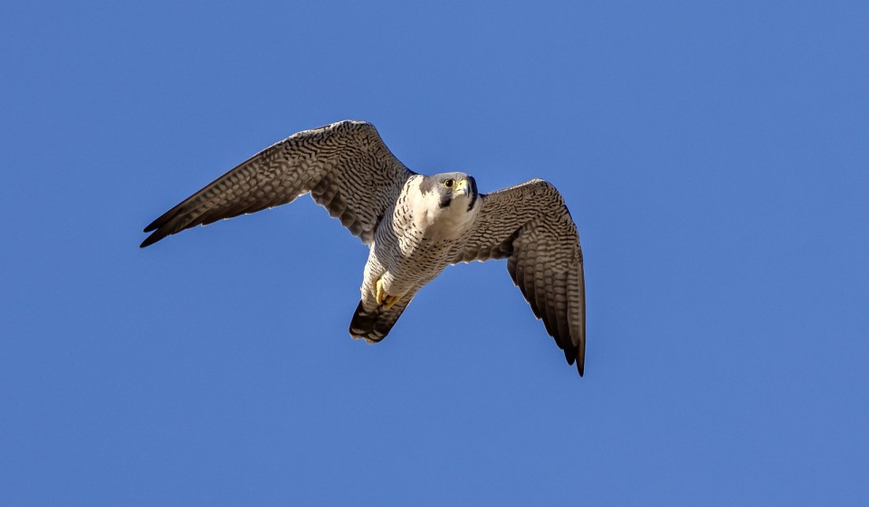 Шахин — Falco pelegrinoides