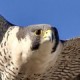 Шахин — Falco pelegrinoides