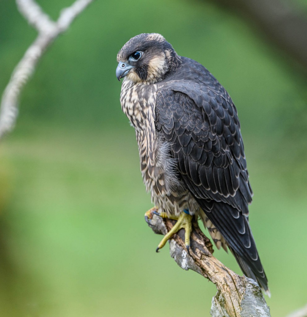 Сапсан — Falco peregrinus