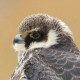 Чеглок — Falco subbuteo