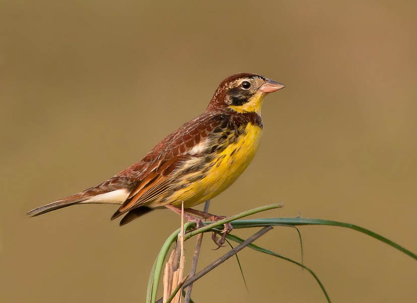 Дубровник (Emberiza aureola)