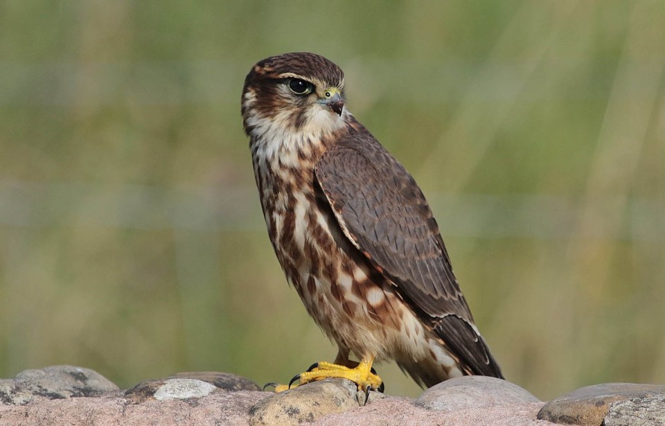 Дербник — Falco columbarius