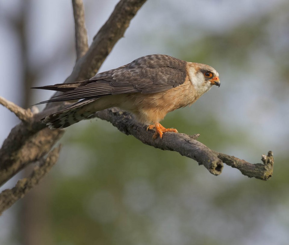 Кобчик — Falco vespertinus