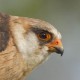 Кобчик — Falco vespertinus