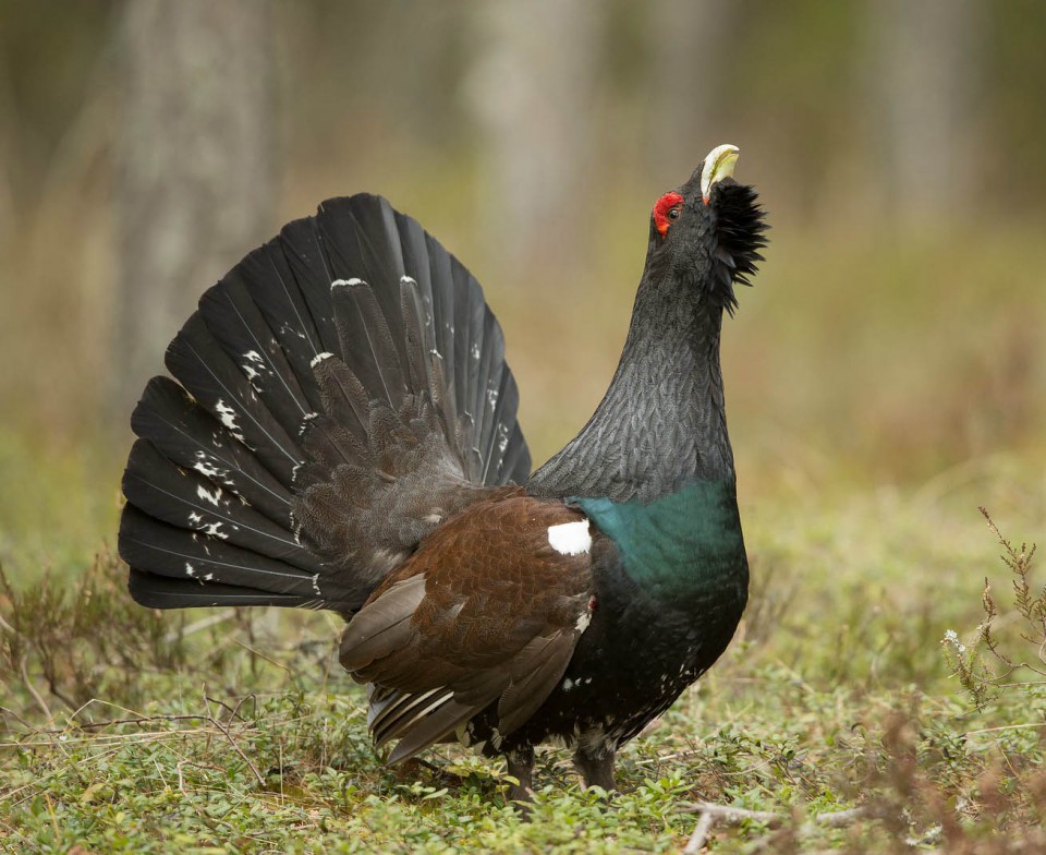 Глухарь — Tetrao urogallus
