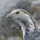 Улар кавказский — Tetraogallus caucasicus