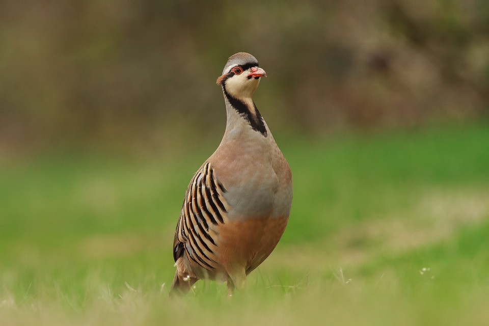 Кеклик — Alectoris chukar