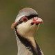 Кеклик — Alectoris chukar